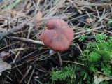 Laccaria purpureobadia image