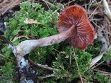 Laccaria purpureobadia image