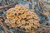 Desarmillaria tabescens image