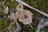 Cotylidia undulata image