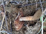 Hebeloma arenosum image