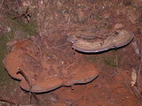 Ganoderma australe image