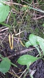 Clavaria flavipes image