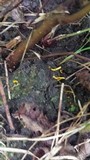 Clavaria flavipes image