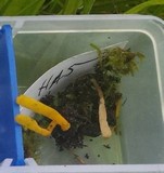 Clavaria flavipes image