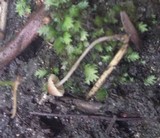 Mycena nodulosa image
