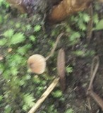 Mycena nodulosa image