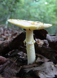Amanita russuloides image