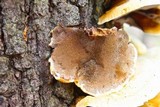 Inocutis rheades image