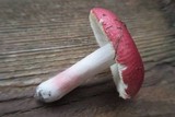 Russula cystidiosa image