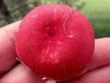 Russula cystidiosa image