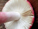 Russula cystidiosa image