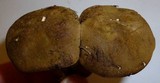 Tylopilus porphyrosporus image