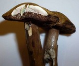 Tylopilus porphyrosporus image