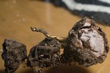 Tolypocladium ophioglossoides image