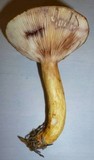 Lactarius aspideoides image