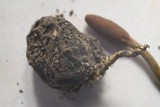 Tolypocladium ophioglossoides image