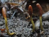 Tolypocladium ophioglossoides image