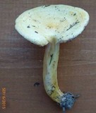 Lactarius aspideoides image