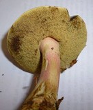 Caloboletus inedulis image