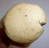 Caloboletus inedulis image