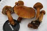 Cystoderma fallax image