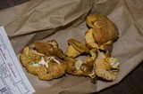 Cantharellus formosus image