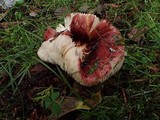 Russula cessans image