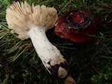 Russula cessans image