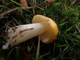 Russula flava image