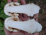 Amanita excelsa image
