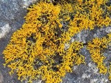 Caloplaca coralloides image