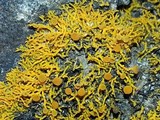 Caloplaca coralloides image