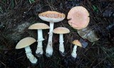 Amanita persicina image