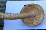 Amanita sect. Vaginatae image