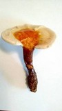 Ganoderma curtisii image