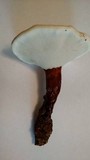 Ganoderma curtisii image