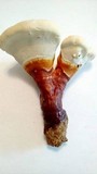 Ganoderma curtisii image