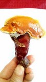 Ganoderma curtisii image