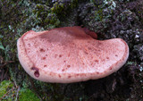 Fistulina hepatica image