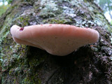 Fistulina hepatica image