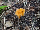 Craterellus lutescens image