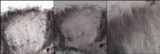 Pertusaria pustulata image