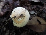 Russula betuletorum image
