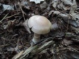 Cortinarius torvus image