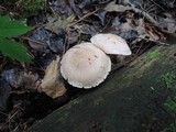 Cortinarius torvus image