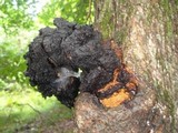 Inonotus obliquus image