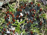 Peltigera didactyla image