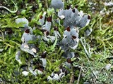 Peltigera didactyla image