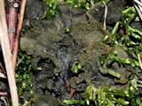 Peltigera evansiana image